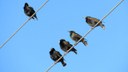 2021-12-16_aves_invasoras_estorninho_banco_de_imagens_Ibama