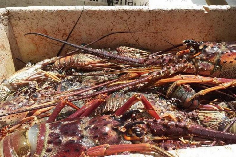 2021-03-15-lagostas-apreendidas-Ibama-PE