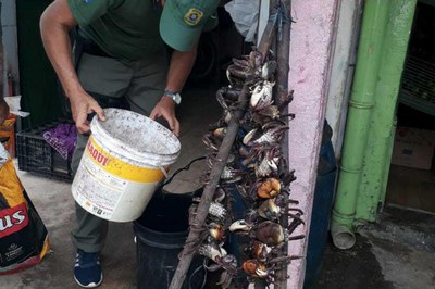 Operação Panulirus/Carcinus 