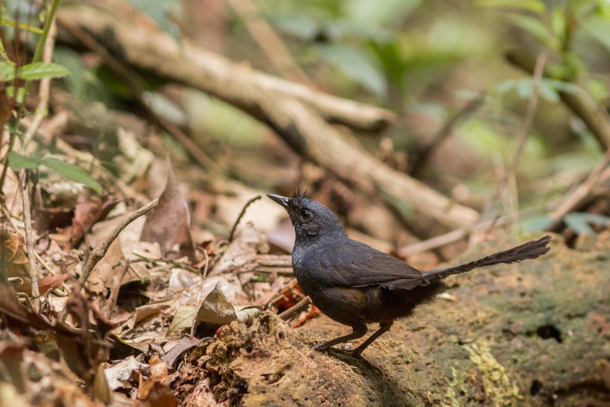 2021-06-29-entufado-baiano_macho-Fundacao-Biodiversitas
