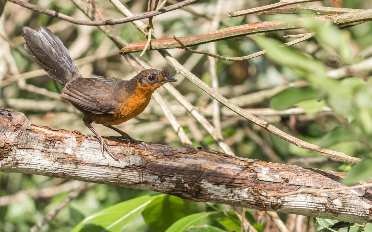 2021-06-29-entufado-baiano_femea-Fundacao-Biodiversitas