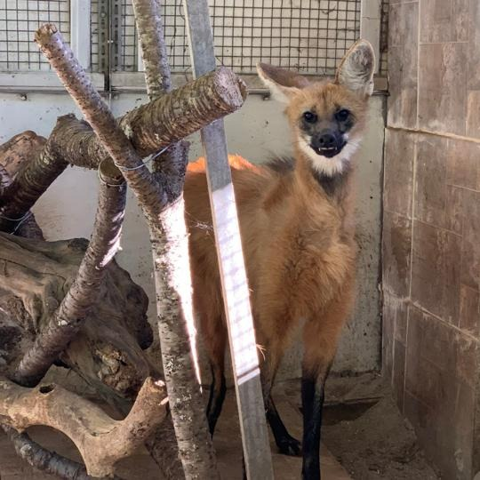 2021-05-17-loba-guara-cetas-Lorena-Ibama