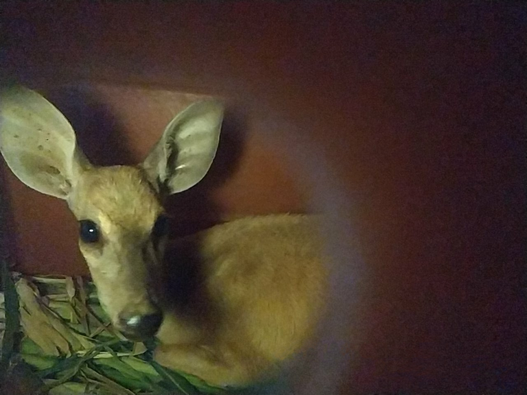 2021-11-10_resgate_veados-catingueiros_Ibama_CE