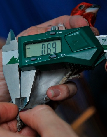 2021-08-25-credenciamento-anilhas