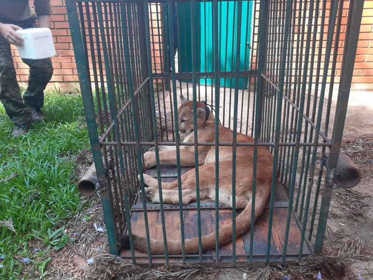 2021-11-16_Puma_recuperacao_Cetas_RS_Ibama