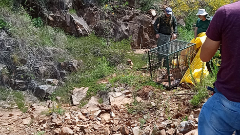 2021-11-16_Puma_soltura_Cetas_RS_Ibama