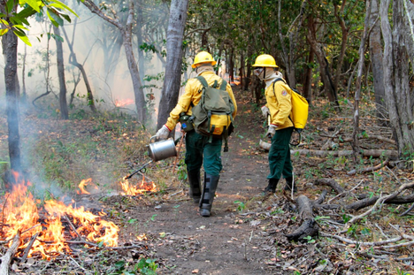 2021-07-01-queima-controlada