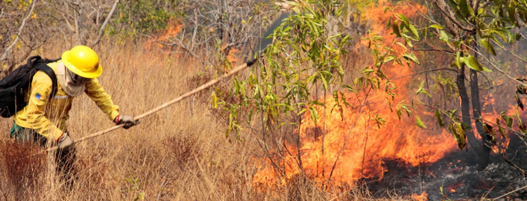 2021-07-01-queimadas-Ibama
