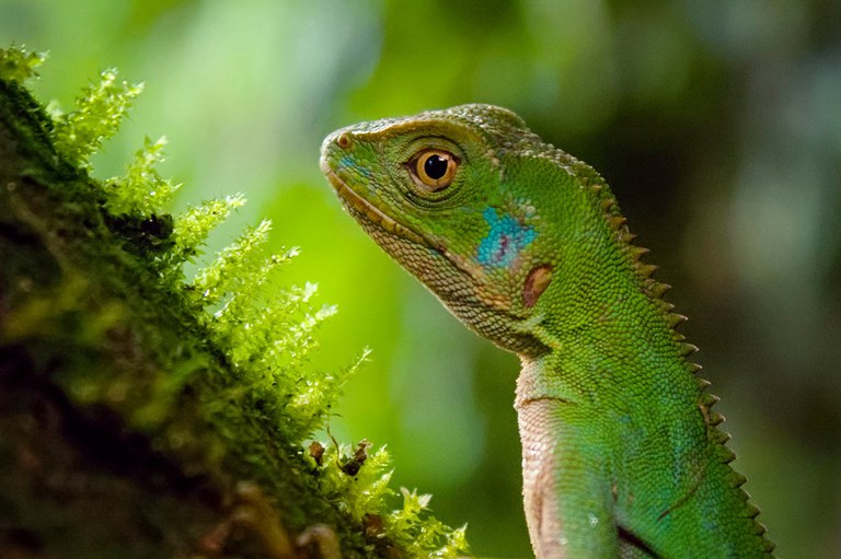 Ibama reintroduz lagartos à natureza após operação contra o tráfico internacional em SP