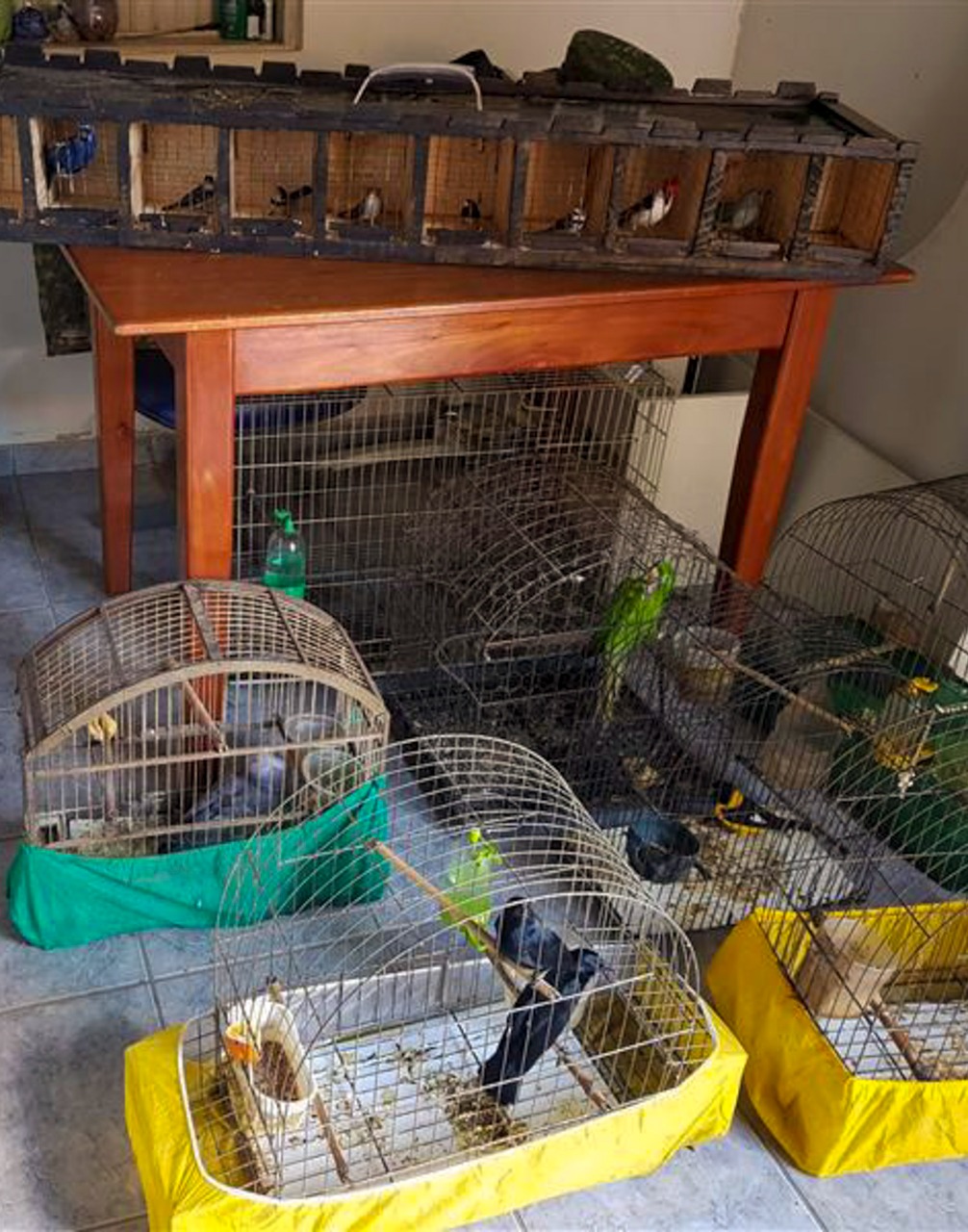 2021-08-26-aves-resgate-mg