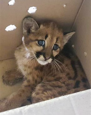 2021-08-26-sussuarana-resgate-mg