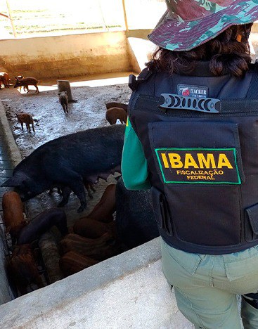 Javaporcos são apreendidos pelo Ibama em Minas Gerais