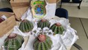 2021-04-28-cactus-apreendido-Ibama-SE