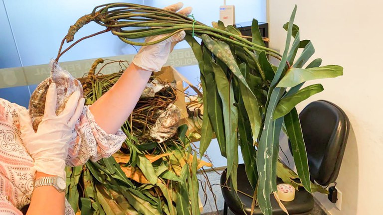 2021-04-15_trafico-philodendron-raro-Policia-Federal