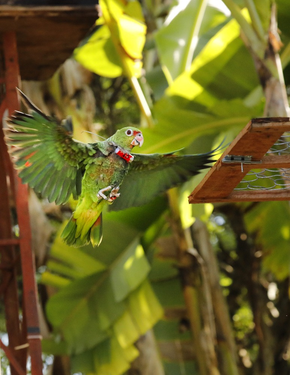 2021-10-29_papagaios-de-peito-roxo_devolucao_natureza_Ibama_MG