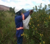 2021-08-18-reintroducao-especie-aspilia-grazielae-ms