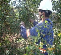 2021-08-18-reintroducao-especie-aspilia-grazielae-ms2