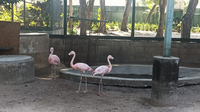 Cetas/CE articula destinação de sete flamingos e um maguari ao Parque das Aves, no Paraná