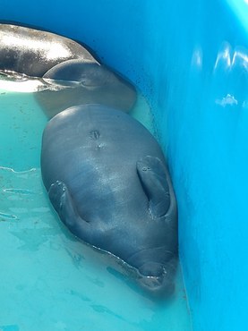 2022-05-17_peixes-boi-marinhos_RN_Ibama