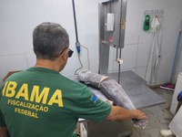 Ibama apreende 153 kg de agulhão-negro, espécie ameaçada de extinção
