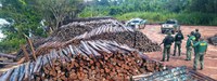 Ibama apreende 60 mil estacas de madeira em Operação no Pará