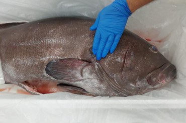 2022-05-20_aprensao_pescado_irregular_Ibama_CE