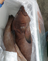 Ibama apreende mais de uma tonelada de pescado irregular no Ceará