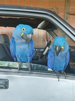Ibama fiscaliza uso comercial de imagens da fauna silvestre em Bonito (MS)