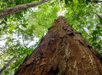 Ibama institui Plataforma Pau-Brasil e traz melhorias no controle de produtos da biodiversidade