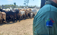 Ibama interrompe criação ilegal de gado em Terra Indígena do Pará