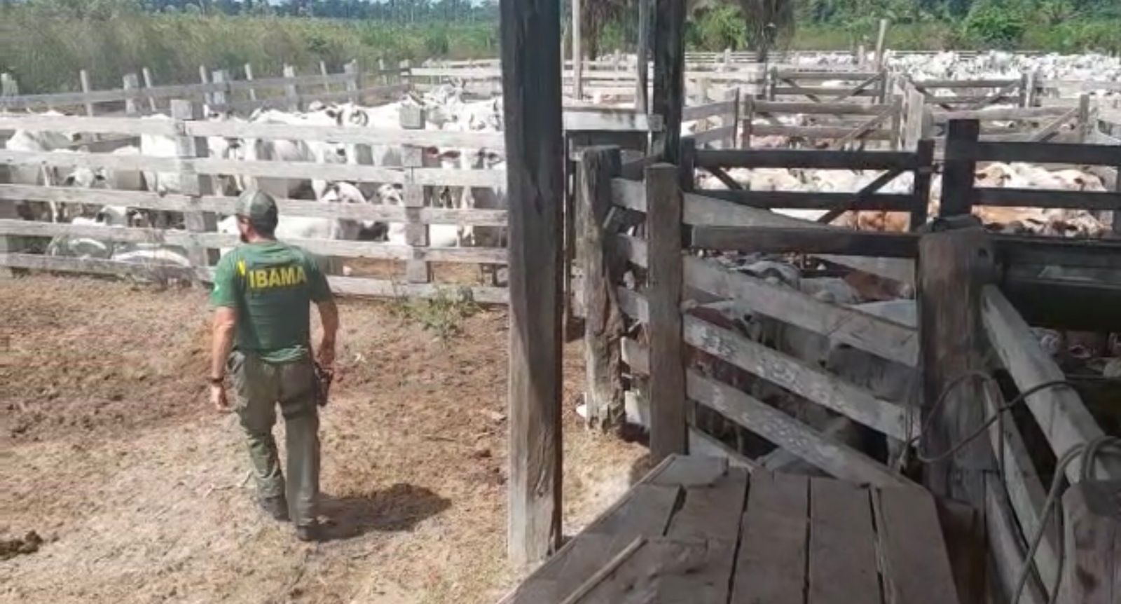 2022-09-01_apreensao_gado_TI_PA3.jpeg