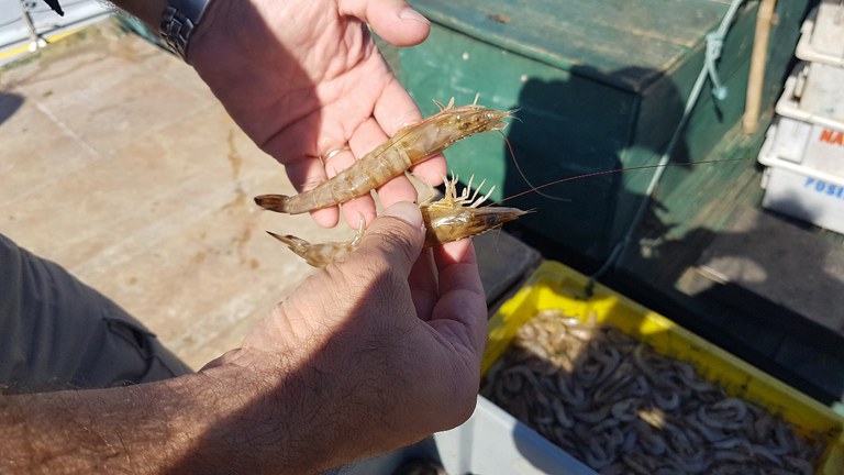 2022-04-25_operacao_Decapoda_Ibama