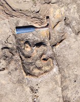 Ibama preserva pegadas de dinossauros encontradas durante instalação de LT, no Ceará