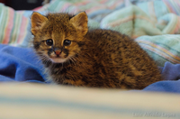 Ibama promove campanha nacional de doação de bichinhos de pelúcia para filhotes acidentados e órfãos