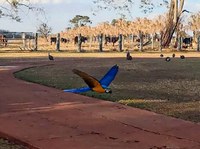 Ibama realiza repatriação de aves silvestres do Ceará para Goiás