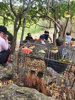 Ibama realiza soltura de 10 macacos-prego no Ceará