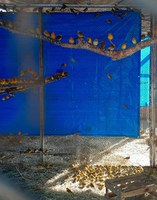 Ibama recebe, em Brasília, mais de 480 canários-da-terra apreendidos no aeroporto da capital