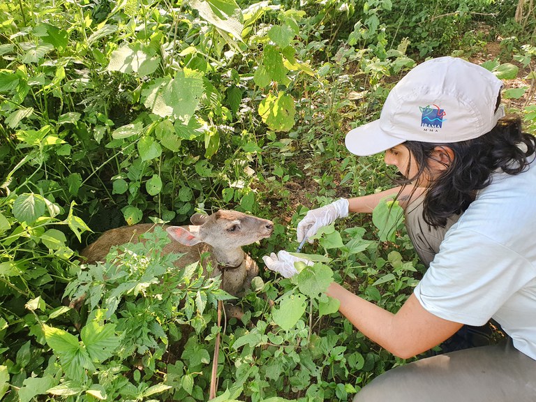 2022-02-08_cuidado_veado_Ibama