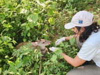 Ibama resgata animais silvestres e domésticos em Minas Gerais