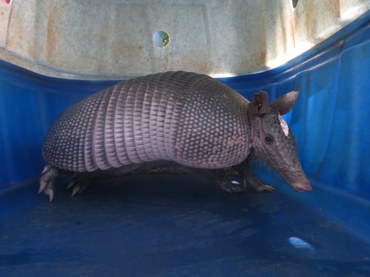 2022-02-08_tatu_resgate_chuvas_MG_Ibama