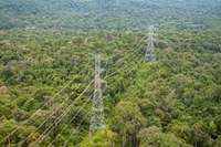 Licenciamento Ambiental do Ibama reduz em 60% supressão vegetal para instalação de Linha de Transmissão
