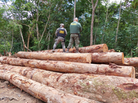 Operação Floresta Pública combate crime de exploração irregular de madeira