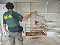 Operação Zarabatana resgata 43 pássaros mantidos em cativeiro