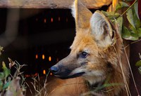 Programa de recursos de conversão de multas traz resultados positivos para os Cetas