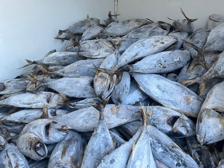 Ibama_identifica_490_toneladas_de_atum_irregular_no_CE