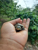 Ibama acompanha período de eclosão de quelônios, no Amazonas