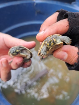 2023-11-27_Ibama_acompanha_periodo_de_eclosao_de_quelonios_no_Amazonas-1