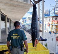 Ibama apreende 13 toneladas de pescado irregular em SC