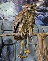 Ibama apreende 175 animais que estavam em sofrimento em zoológico de PE