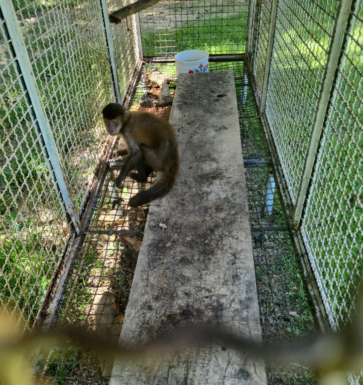 2023-01-19_Apreensao_macaco_Ibama.png